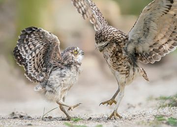 Dancing owls. by Albert Beukhof