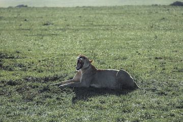 Lioness - ll by G. van Dijk