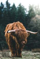 Schotse hooglander in de veluwen