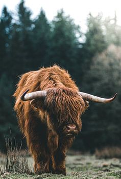 Scottish highlander in the veluwe