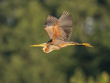 Purple heron in the early morning by Erik Veldkamp