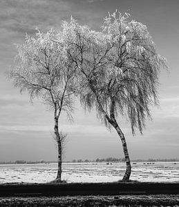 Trees #2 by Anne Koop