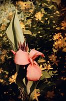 Bloem
