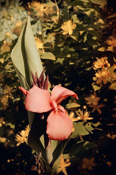 Bloem by Jolien De Vulder