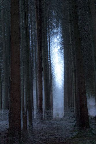 Mystischer Wald