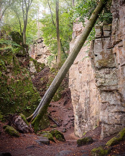 Leunend in de wildernis van Guy Lambrechts