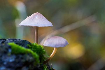 Paddenstoelen van Delano Gonsalves