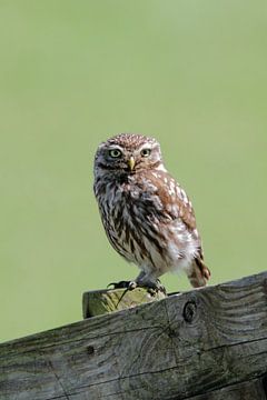 Little owl on a polder fence by Menno Schaefer