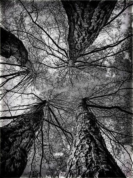 Vier bomen van Kunst van Karin