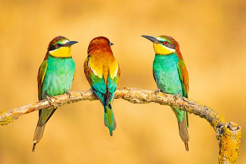 Bijeneter, Merops apiaster