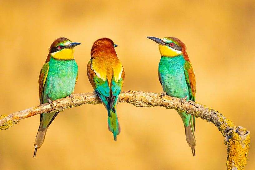 Bee-eater, Merops apiaster by Gert Hilbink
