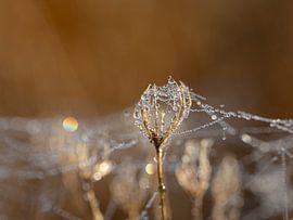 Parels van Rink Rotteveel