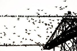Group Starlings on electric wire in black and white by Marcel van Kammen