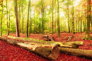 Herbst - Beautiful Death