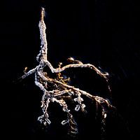 Frozen sprig in ice