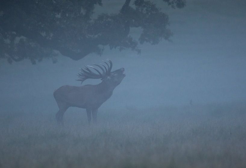 Red deer by Harry Punter