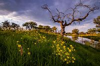 spring clouds