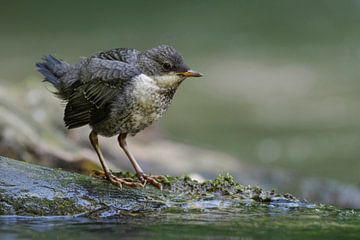 Wasseramsel ( Cinclus cinclus ), flügger Jungvogel von wunderbare Erde