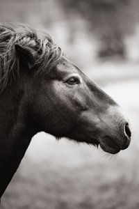 Fine-Art Schwarz-weiß Foto von einem Pferd.