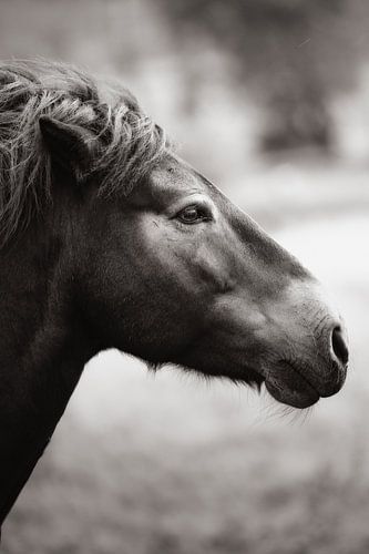 Fine art black and white photo of a horse. by Joris Machholz