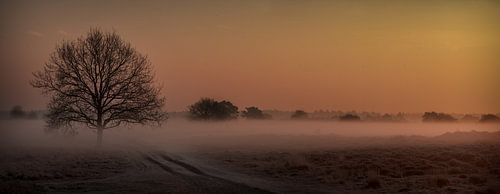 A stuning sunrise with fog in the heathery sand dunes in Appelscha