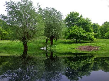 Réflexion sur le ruisseau