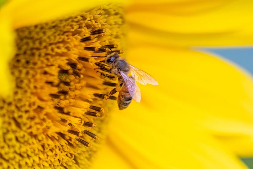The sunflower - queen of flowers with a busy bee by Your Happy Life