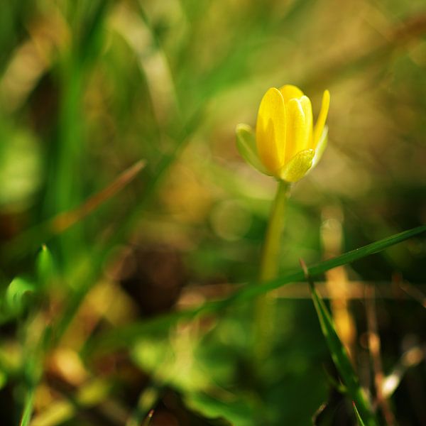 awakening spring in detail by Georges Hoeberechts