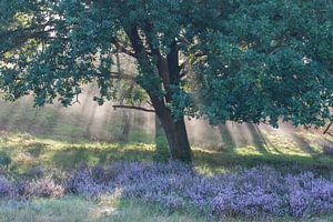 Heide landschap op de Veluwe