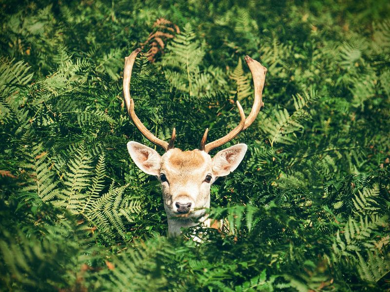 Mother Nature by Hello Pompoyo