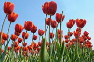 Rode tulpen van Jeannette Penris thumbnail