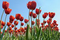 Red tulips