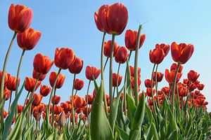 Rote Tulpen von Jeannette Penris