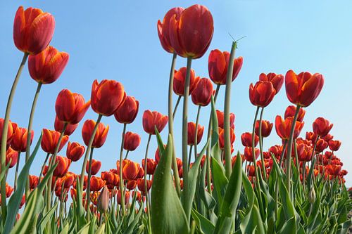 Red tulips