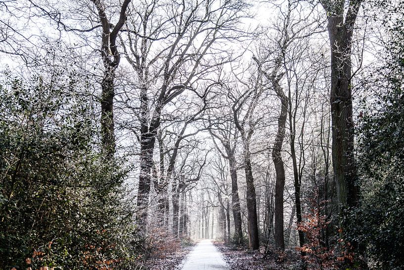 Over paden en lanen by Willy Sybesma