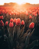 Tulip Field, Smilde, Drenthe, Netherlands