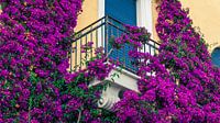 Monterosso's Kleurensymfonie: Paarse Bloemen op Gele Muur