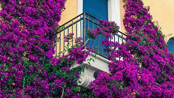 Die Farbsymphonie von Monterosso: Lila Blumen auf gelber Wand von AVP Stock