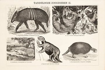 Vintage gravure Tandeloze zoogdieren II van Studio Wunderkammer