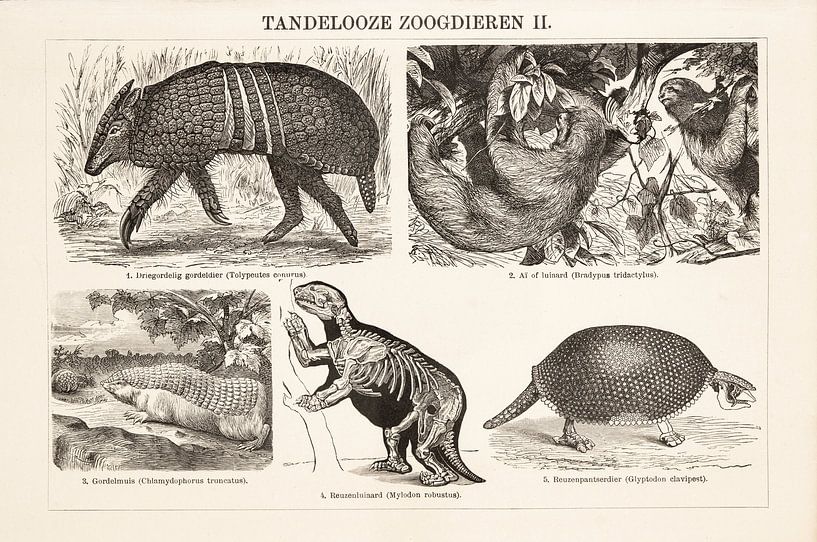 Gravure ancienne Mammifères édentés II par Studio Wunderkammer
