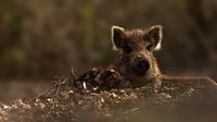 Young wild boar 
