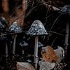 paddestoelen sur AciPhotography
