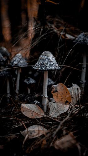 paddestoelen