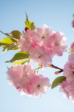 Pink blossom against blue sky by Evelien Oerlemans