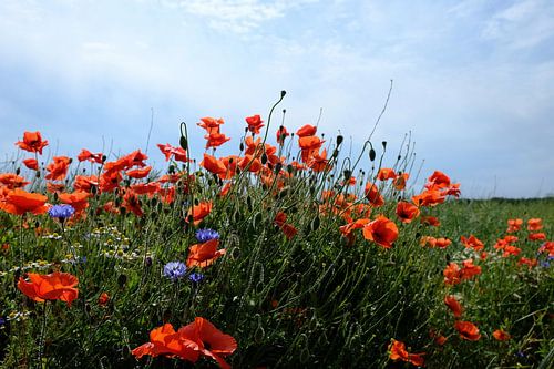 Coquelicots