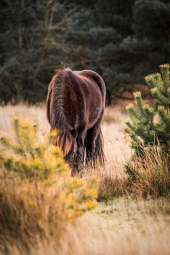 Paard Verzonken in de Natuur Rustiek Paard in Herfstsfeer