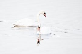 Höckerschwäne von Danny Slijfer Natuurfotografie