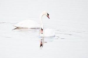 Mute Swans by Danny Slijfer Natuurfotografie