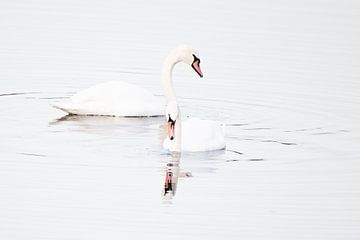 Cygnes tuberculés sur Danny Slijfer Natuurfotografie