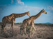 Giraffes in Etosha National Park in Namibia, Africa by Patrick Groß thumbnail